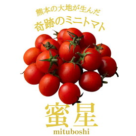 【24時間限定★ポイント10倍】 ＼楽天市場で先行販売開始／ 新商品 送料無料 蜜星 ミニトマト トマト フルーツトマト風 1.5Kg 甘い 美味しい 酸味 コク トマトジュース レシピ マリネ パスタ 野菜ギフト プレゼント ご褒美 農家直送 渕上農園 熊本