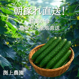 11月末発送 送料無料 農家直送 キュウリ 新鮮 甘い 美味しい 旨み 朝取れ 大容量 大量消費 つけもの 浅漬け ピクルス サラダ レシピ 塩昆布 一本漬け 野菜ギフト 贈り物 プレゼント 渕上農園 熊本 1kg 1.5kg 2kg 3kg 4kg 5kg