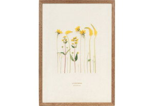 LADONNA hi AVANTI X^CbVt[ DF53-A4-BR uE yMtg tHgt[ ʐ^ j LO  ܎O LO ʐ^  IVzy[J[z #300# #301#