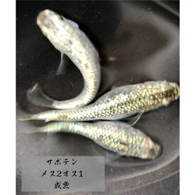 【送料無料】富士宮めだか サボテン メス2 オス1 種親 水槽 生体 アクアリウム 産卵 みゆき 成魚