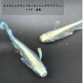 【送料無料】富士宮 エメキン×グランブルーキッシングワイドフィン 1ペア 成魚 4-5センチ めだか　メダカ 水槽 生体 アクアリウム ロングフィン みゆき 成魚 ヒレナガ