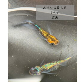 【送料無料】富士宮めだか ユリシスRLF 1ペア 産卵中 成魚 1メダカ めだか 種親 水槽 生体 アクアリウム 産卵 みゆき 成魚