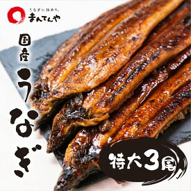 うなぎ蒲焼 特大 3尾 セット まんてんや 福岡養鰻 国産 鰻 かば焼き 3人前 冷凍 鰻蒲焼き通販 セット ギフト 贈り物 お取り寄せグルメ お取り寄せ パック 九州 詰め合わせ 内祝い 母の日 父の日 送料無料 フジボー