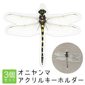 楽天市場 オニヤンマ 虫の通販