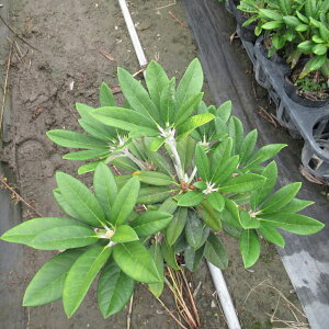 Qt VNiQw~[x ږ1N 10-15cm Γ c c _  A LO Ύ gt  