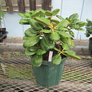 GVNiQwۗtnA␫^Cv̎c xkk-004 傫15cm×30cm 20N Γ c c _  A LO t gt  