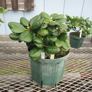 GVNiQwۗtnA␫^Cv̎c xkk-005 傫15cm×25cm 20N Γ c c _  A LO t gt  