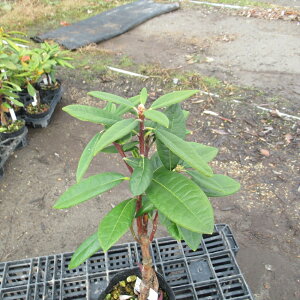 R07-034@VNiQ@CǑwA{E@ԉԌ́@r[bgx15cm@ڂ1N Γ c c _  A LO Ύ gt  