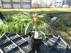 R07-001 z\oVNiQ w  () x ږ1N i摜̓C[Wł Γ c c _  A LO Ύ gt  