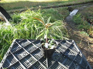 R07-002 z\oVNiQ w  () x ږ1N i摜̓C[Wł Γ c c _  A LO Ύ gt  