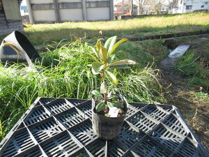 R07-005 zVNiQw  xڂ؁@1N Γ c c _  A LO Ύ gt  