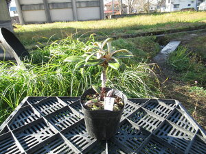 R07-011 NV}VNiQ w Δn x ږ1N Γ c c _  A LO t gt  