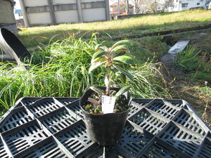 R07-012 NV}VNiQ w Δn x ږ1N Γ c c _  A LO t gt  