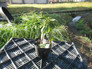 R07-029 nNTVNiQw  x ڂ1N Γ c c _  A LO Ύ gt  