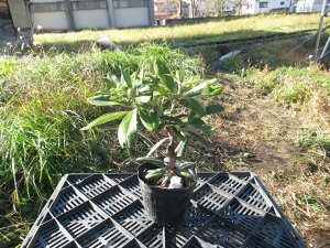 d炫VNiQwxQt@ڂ2N@R07-041@20cm Γ c c _  A LO t gt  