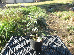 QȂ@ڂ2N@R07-045 A}MVNiQwZbJ@Ήx 20cm Γ c c _  A LO Ύ gt  