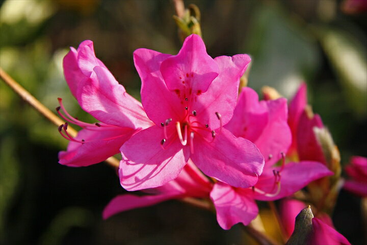 楽天市場 ミツバツツジ ワダミツバツツジ 挿木3年 樹高50 60cm内外 12cmポット 商品画像はイメージです 赤紫色の少し大きめの花を咲かせます 富士園芸楽天市場店 楽天市場 ミツバツツジ ワダミツバツツジ 挿木3年 樹高50 60cm内外 12cmポット 商品画像はイメージです 赤紫色の少し大きめの花を咲かせます 富士園芸楽天市場店