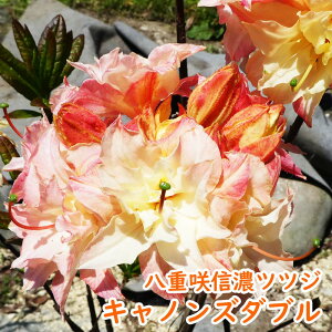 �󏭎� ���d�炫 �M�Z �c�c�W �c �c�؁u �L���m���Y�_�u�� �v �|�b�g�c ������30cm �M�Z�c�c�W �V�i�m�c�c�W �M�Z�U�P �U�P �G�N�X�o���[�A�U���A ��� �A�� �L�O�� �V���{���c���[ ���t�� ��