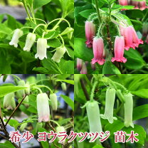 楽天市場】ツツジ 白（花・観葉植物｜花・ガーデン・DIY）の通販