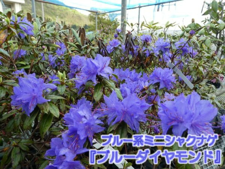 楽天市場】【 蕾沢山 商品画像はイメージです 葉が汚れていますが春に 