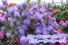 開花イメージ