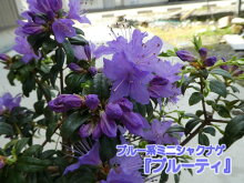 ブルーツツジシャクナゲ