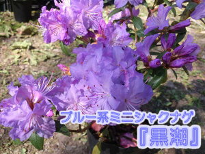 苗 シャクナゲ 生花の人気商品 通販 価格比較 価格 Com