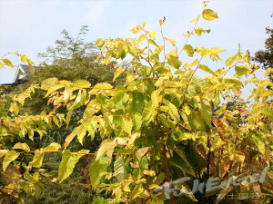 y60cmʂŃJbgĂ̂͂ƂȂ܂ zPL tw G xڂؕc