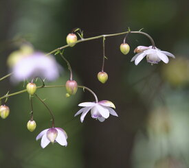 楽天市場 レンゲショウマ 花 ガーデン Diy の通販