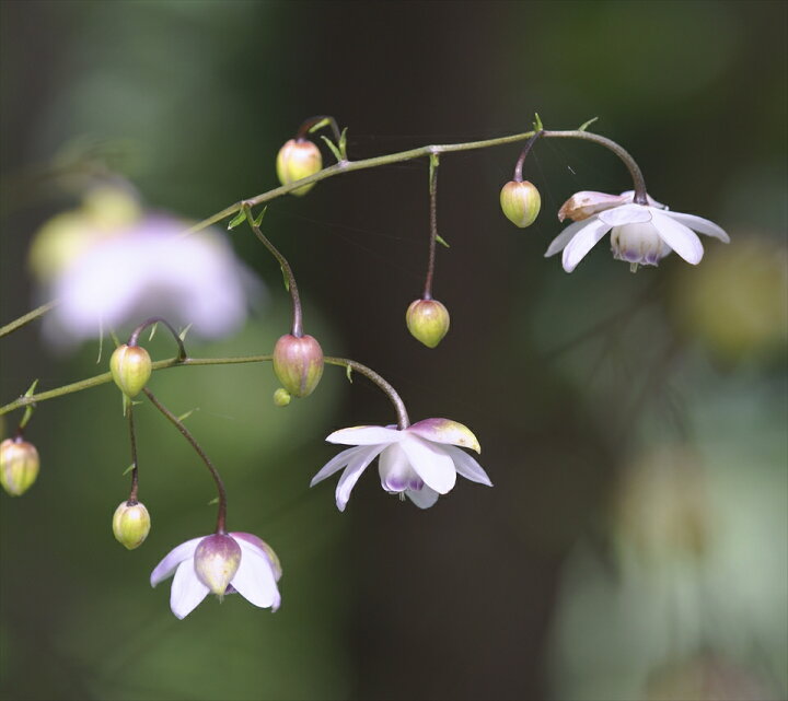 楽天市場 レンゲショウマ １ポット 6月日現在蕾です 商品画像は21年6月撮影ですので到着時には花が終わっている可能性がありますのであらかじめご了承ください 富士園芸楽天市場店