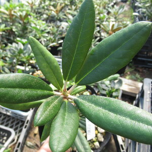 Qt@R07-037 d炫VNiQw]Px ږ1Nځ@10-15cm Γ c c _  A LO Ύ gt  