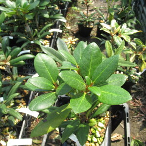 Qt R07-039 VNiQwbohlkens laurax ږ1Nځ@10-15cm@ Γ c c _  A LO Ύ gt  