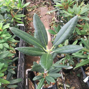 R07-023 A}MVNiQwx ږ1N i摜̓C[Wł Γ c c _  A LO Ύ gt  