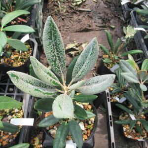 Qt R07-018 VNiQ CǑwREsimiarumx ږ1N i摜̓C[Wł Γ c c _  A LO Ύ gt  