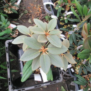 R07-009 CǑVNiQwREnankotaisanense(ΑR)x ږ1Nځ@10-15cm Γ c c _  A LO Ύ gt  