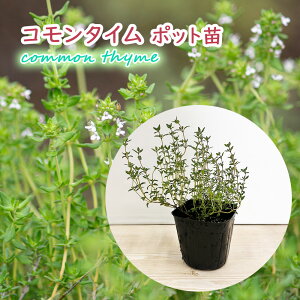 u R^C vc 9cm|bg ^C ^`WRE\E NbLOn[u XpCX  common thyme