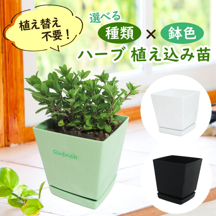 楽天市場 植え替え不要 選べる 種類 鉢色 ハーブ植え込み苗 ５号スクエア鉢 鉢皿つき 肥料つき ペパーミント スペアミント パイナップルミント ローズマリー イタリアンパセリ オレガノクッキングハーブ キッチンハーブ 富士園芸楽天市場店