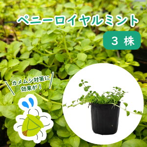 防虫 ハーブ 苗の人気商品 通販 価格比較 価格 Com