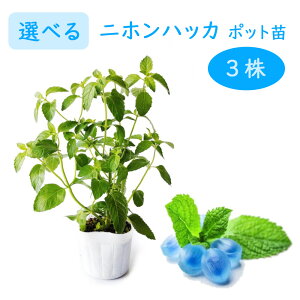 y Iׂ3Zbg zjznbJ c 9.0cm|bg { n[u Ȃ 킹Ȃ 傭 イ ܂ AvX zNg anbJ anbJ ɂق͂  ~g c