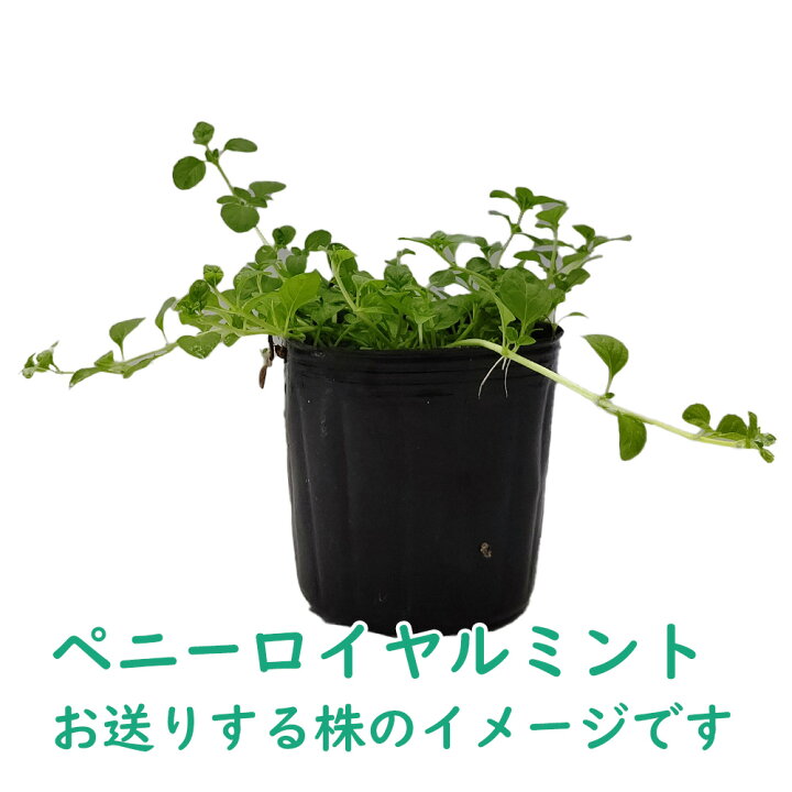 ペニーロイヤルミント 防虫に 発送11月中旬 ペニーロイヤルミント 防虫に 発送11月中旬