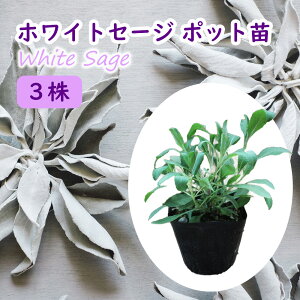 Z[W u zCgZ[W vy 3 z9cm|bg c n[u TrAAsAi ZCNbhZ[W  N ϊ h Β white sage