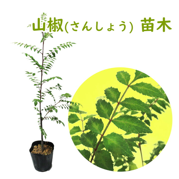 楽天市場 葉山椒 はざんしょう 山椒 9cmポット 樹高約30cm 実生株ですので雌雄わかりません 山椒 サンショウ 葉山椒 実山椒 ハーブ クッキングハーブ ジャパニーズペッパー 富士園芸楽天市場店