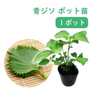 シソ 苗 農業資材 ガーデニング用品の人気商品 通販 価格比較 価格 Com