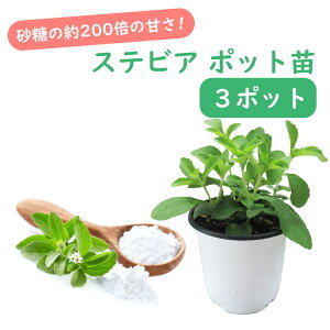 【 ハーブ 】 ステビア 苗【 3株 】 9.0cmポット 砂糖の約200倍の甘さ! ハーブ キッチンハーブ クッキングハーブ 甘味料 ダイエット 糖質オフ カロリーオフ グラウンドカバー stevia