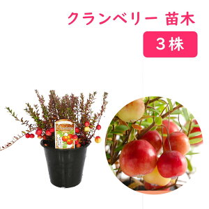 クランベリー 苗 苗木 4号鉢(12cm) 【3株】 樹高約10cm ツルコケモモ 観賞用 食用 果樹苗 実のなる木 家庭菜園 庭木 植木 シンボルツリー 記念樹
