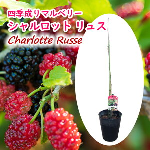 lG }x[ u Vbg X v }ؕc c c 6 60cm }x[ Nm~ K K̎ ʎc mulberry Charlotte Russe