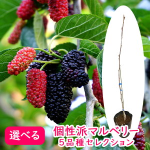 桑の実」の人気商品一覧・価格比較 - 価格.com