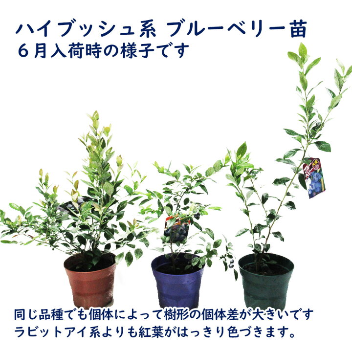 楽天市場 選べる単品 ハイブッシュ系 選べる ブルーベリー 苗 苗木 樹高30 40cm 4 5号 13 5cm 鉢 挿木２年生苗 果樹苗 ノーザンハイブッシュ サザンハイブッシュ 富士園芸楽天市場店