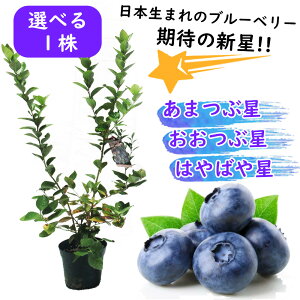 y Iׂ zu[x[ c c y {܂̃u[x[ z܂Ԑ ͂΂␯ Ԑ 40cm 13.5cm|bg m[UnCubVn nCubV ʎc u[x[c 