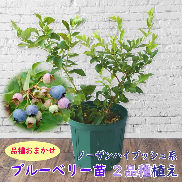 楽天市場】植え替え不要！【品種おまかせ】ノーザンハイブッシュ系 